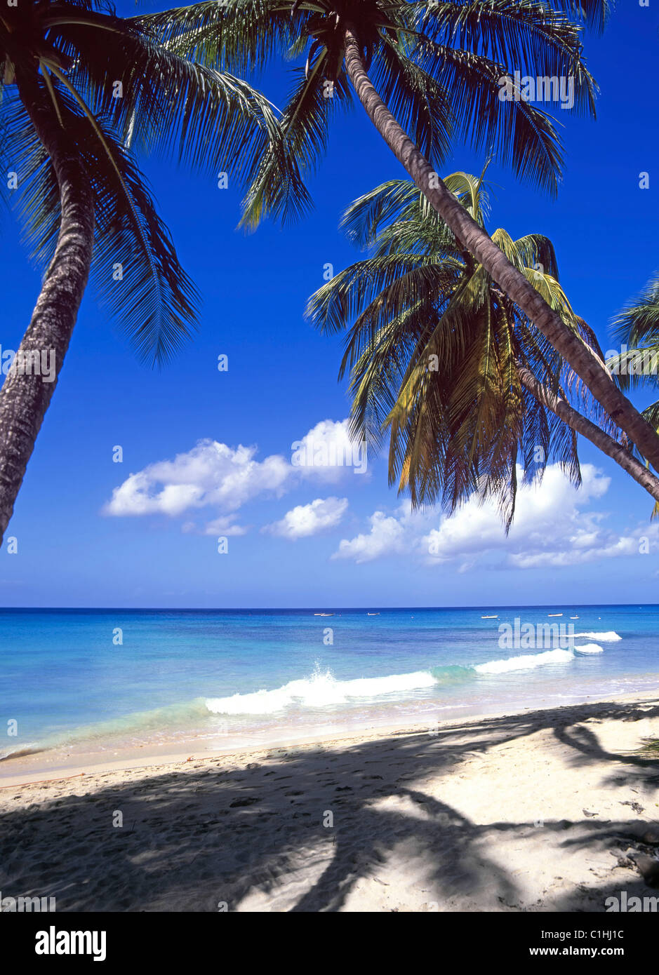 Palm tree blue sea hi-res stock photography and images - Alamy