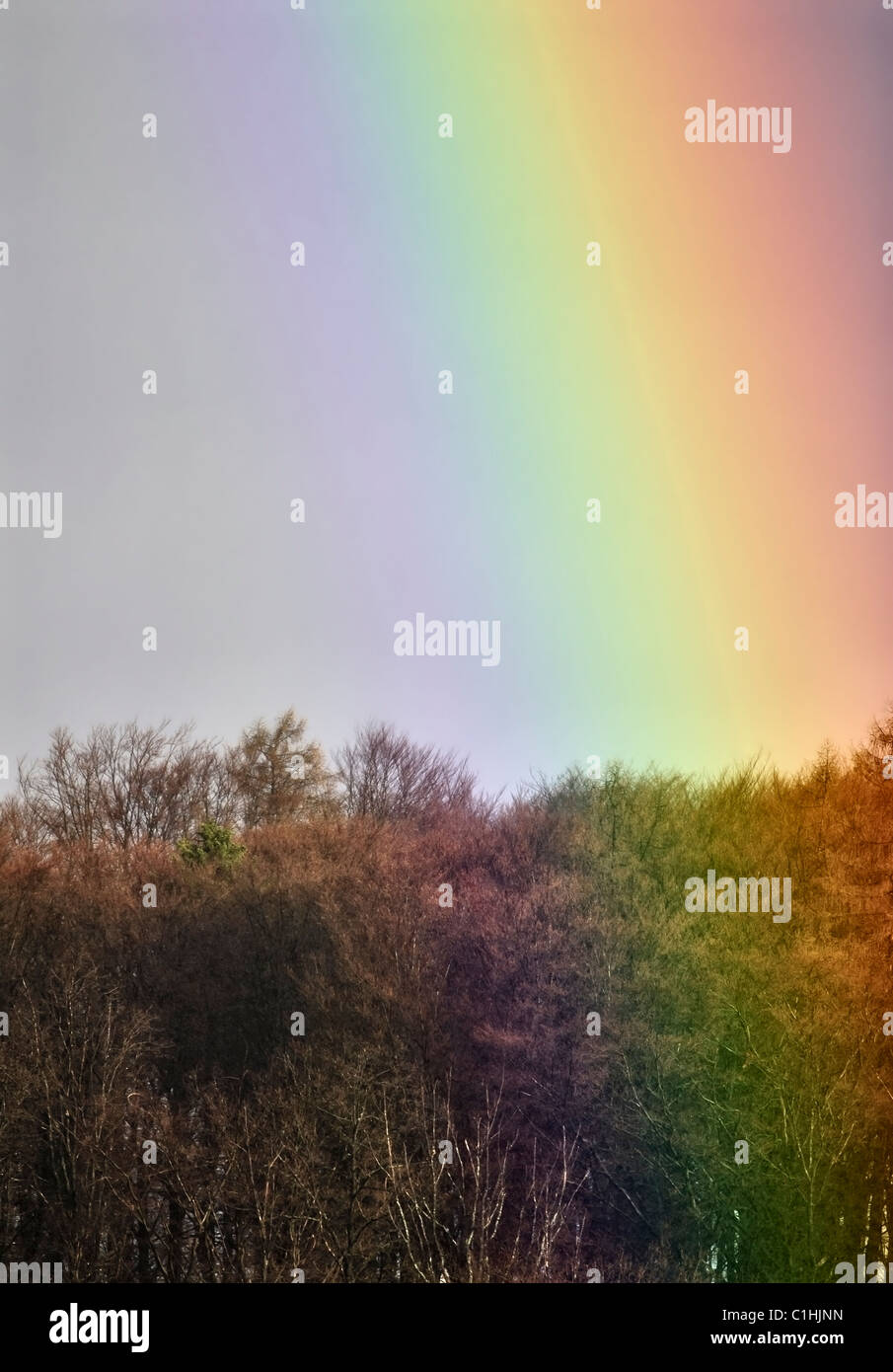 Rainbow in forest hi-res stock photography and images - Alamy