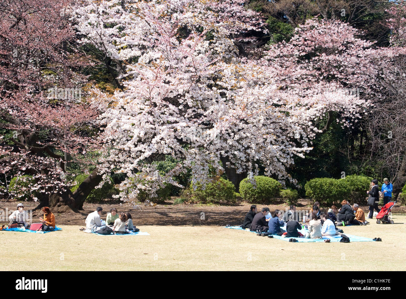 TOKYO, JAPAN - APRIL 2 2009: Cherry blossom celebration (called hanami) at Tokyo park on April 5, 2009 in Tokyo, Japan. Stock Photo