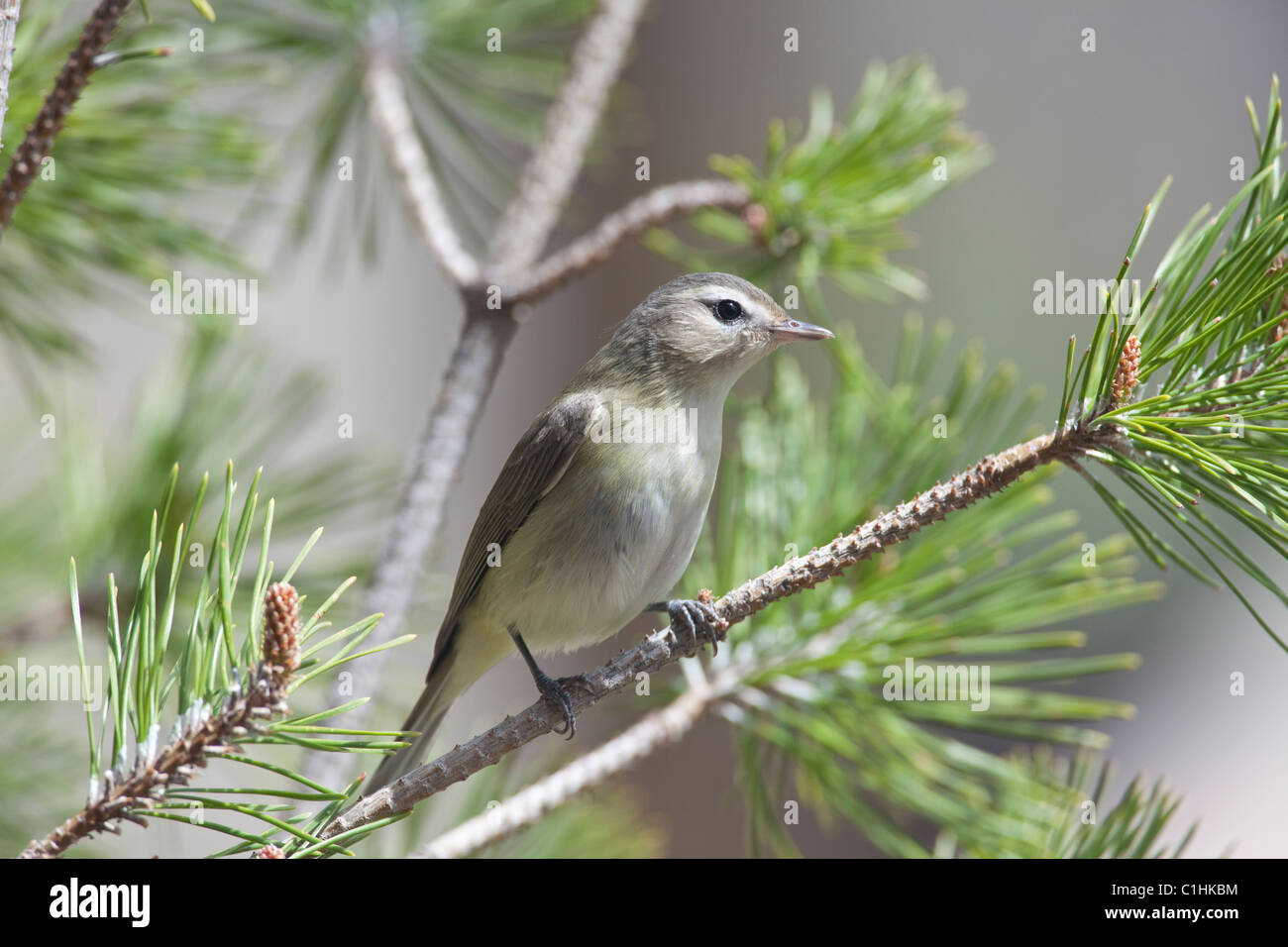 Warbling vireo (Vireo gilvus) perched on a pine branch. Stock Photo