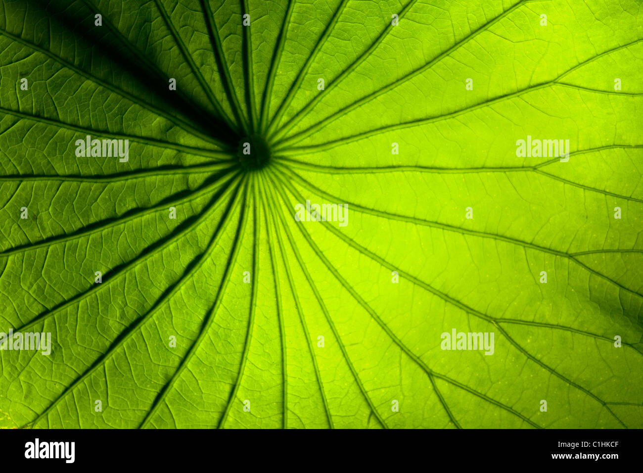 Green lily leaf Stock Photo