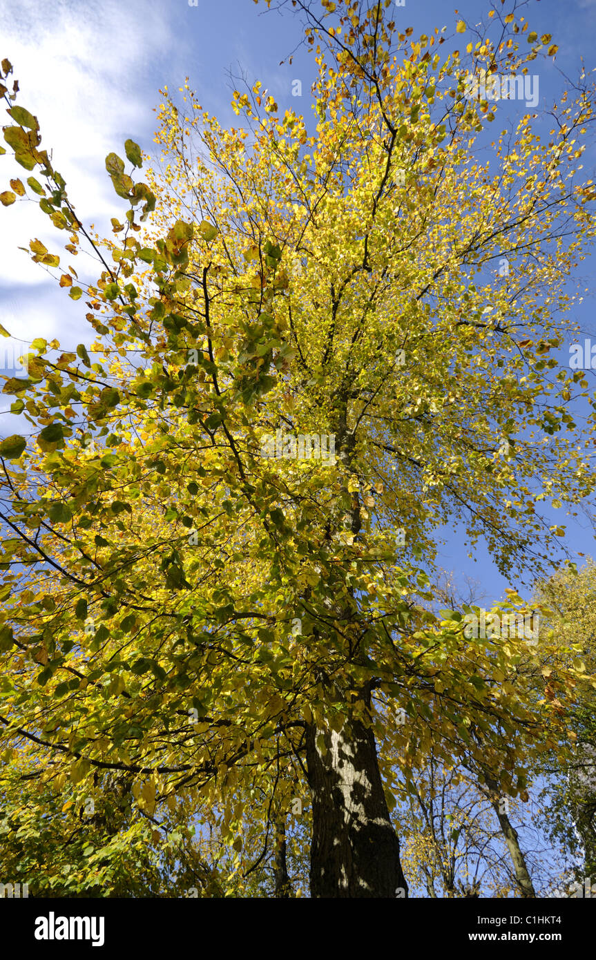 Looking upwards at the canopy of tree displaying golden autumn colour ...