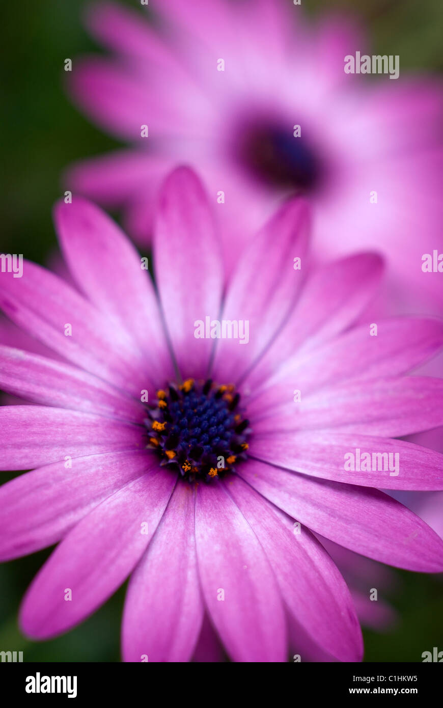 Flower, purple, color, flora, petal, spring, pink flower, petals, pollen, macro, close-up, close up, orange pollen, garden back Stock Photo