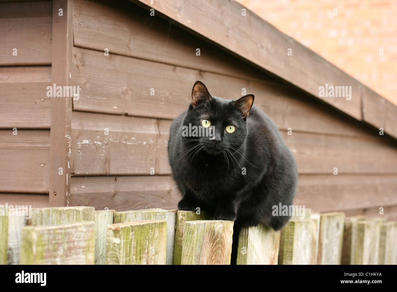 A beautiful black cat sat on a fence Stock Photo - Alamy
