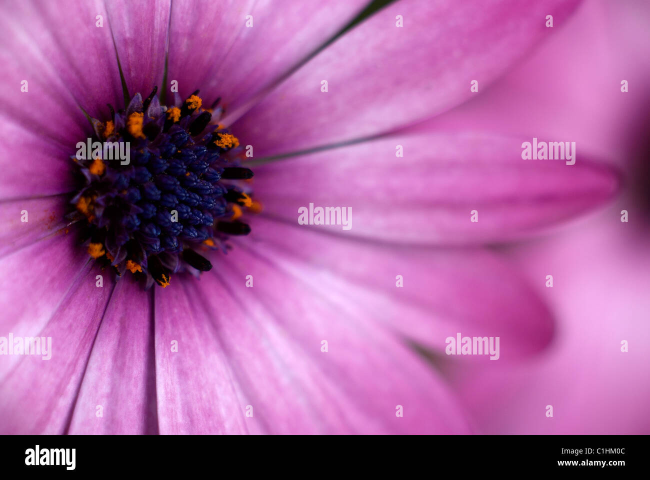 Flower, purple, color, flora, petal, spring, pink flower, petals, pollen, macro, close-up, close up, orange pollen, Osteospermum Stock Photo