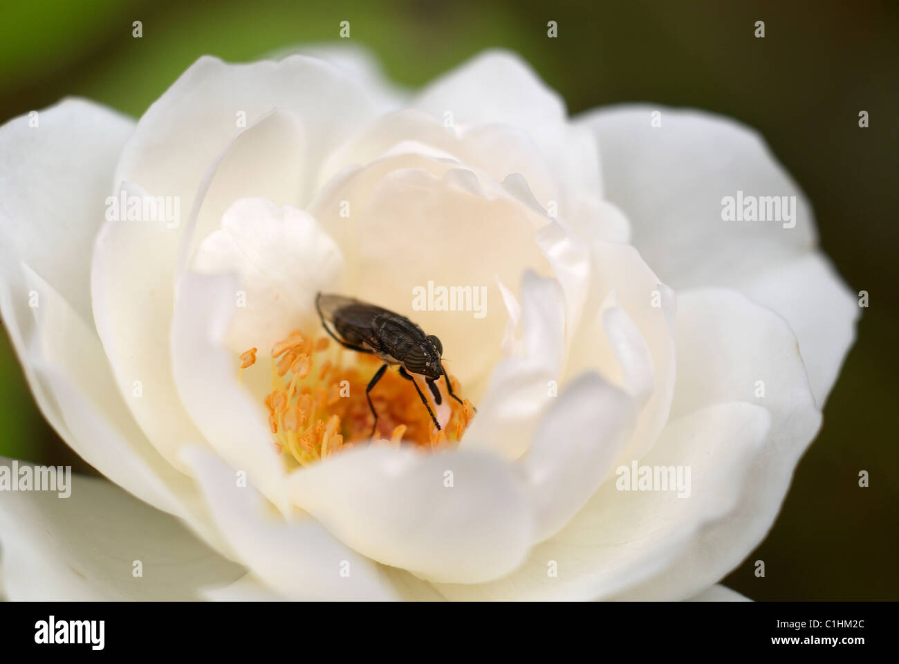 White climbing rose, yellow pollen, white rose, climbing rose, close-up, macro, love, friendship, rose, peace, insect, fly Stock Photo