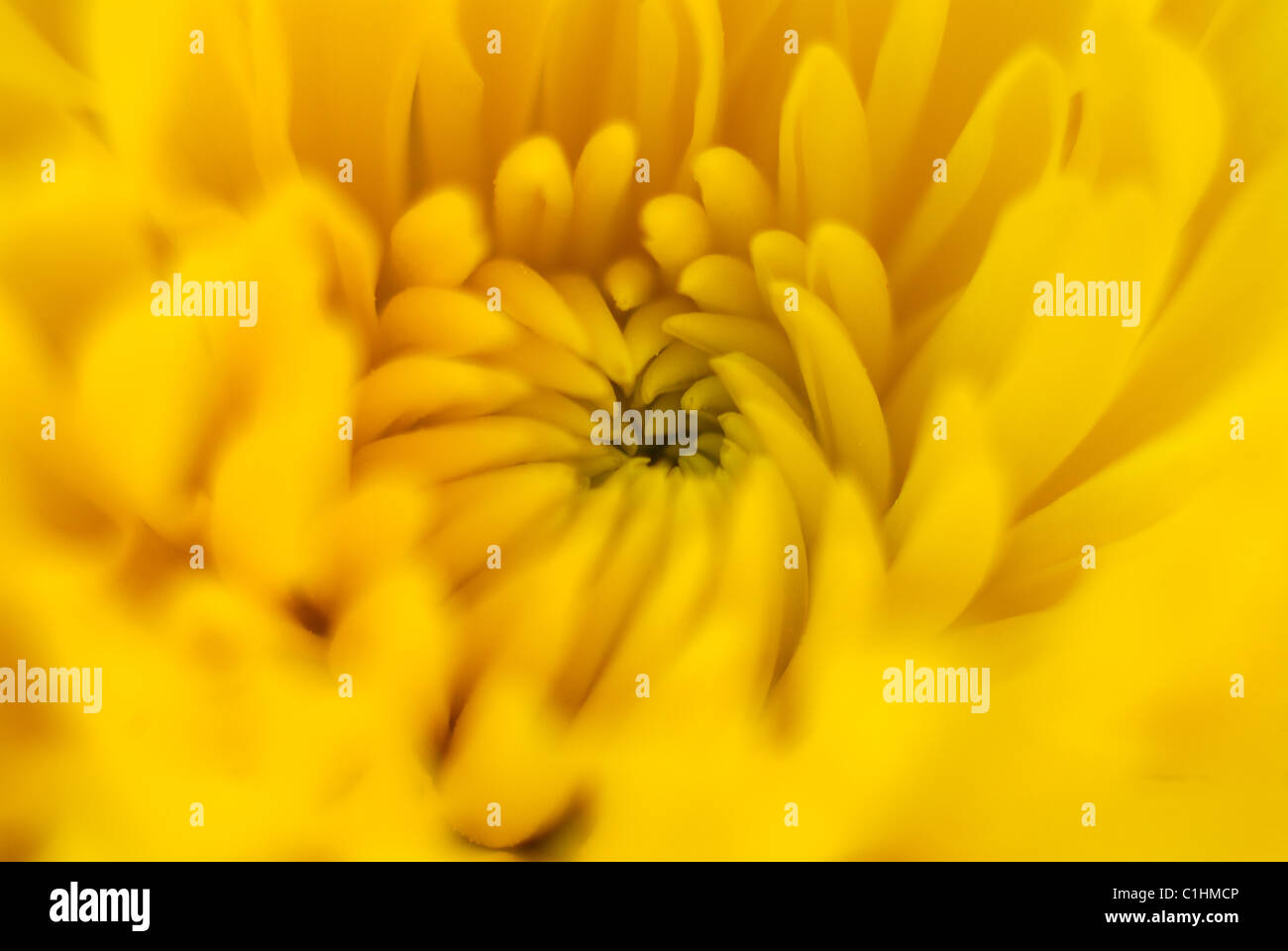 yellow gerbera flower, close-up, macro, yellow flower, gerbera, green pollen, yellow petals Stock Photo