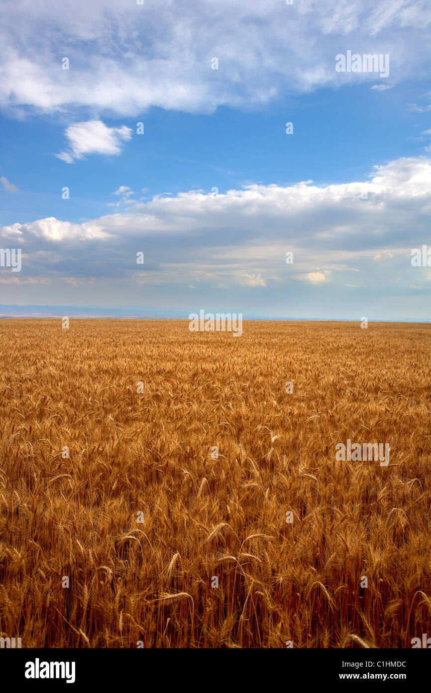 Field of wheat. LLeida, Spain. Stock Photo