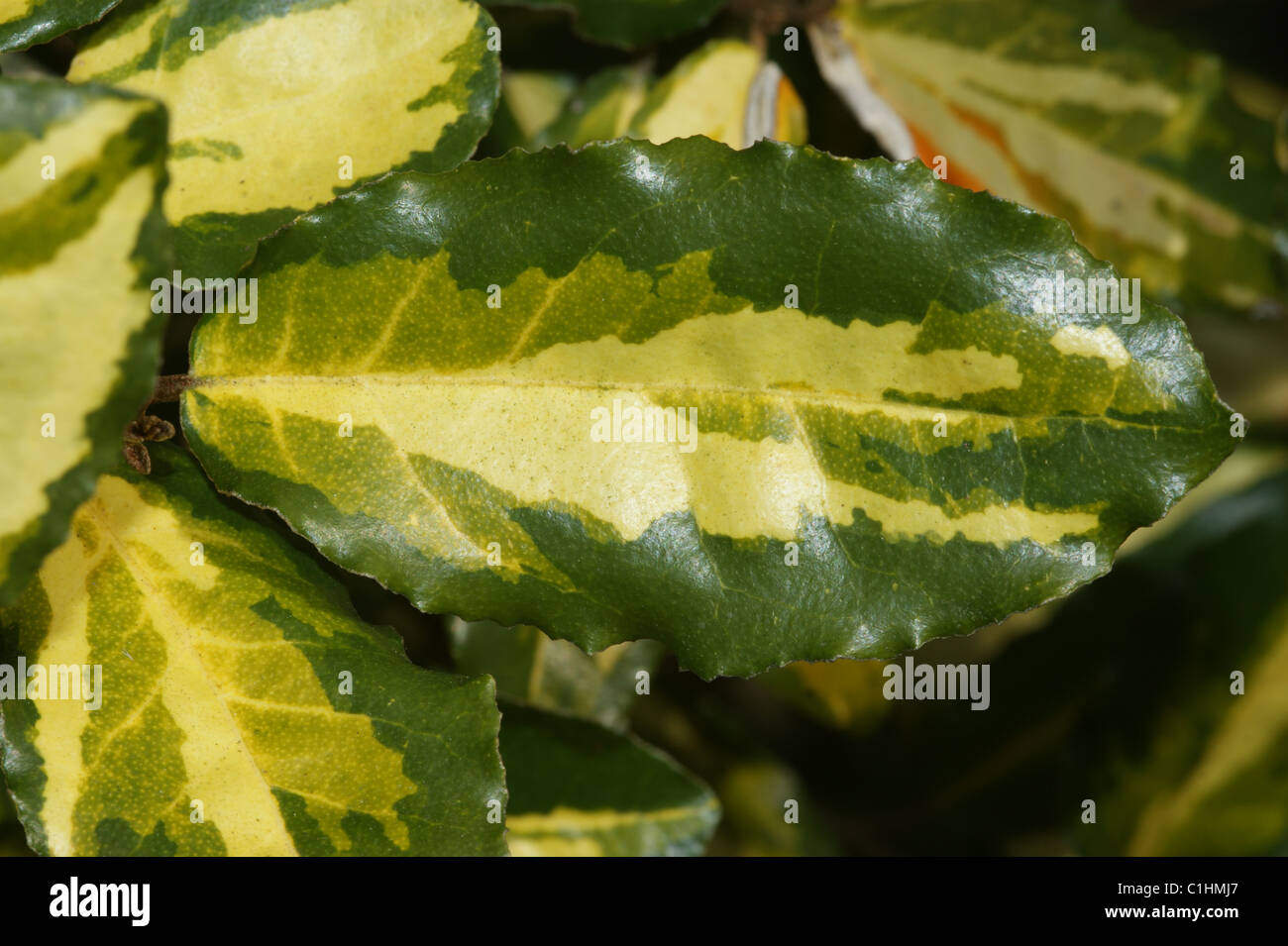 Elaeagnus pungens 'Maculata' Stock Photo