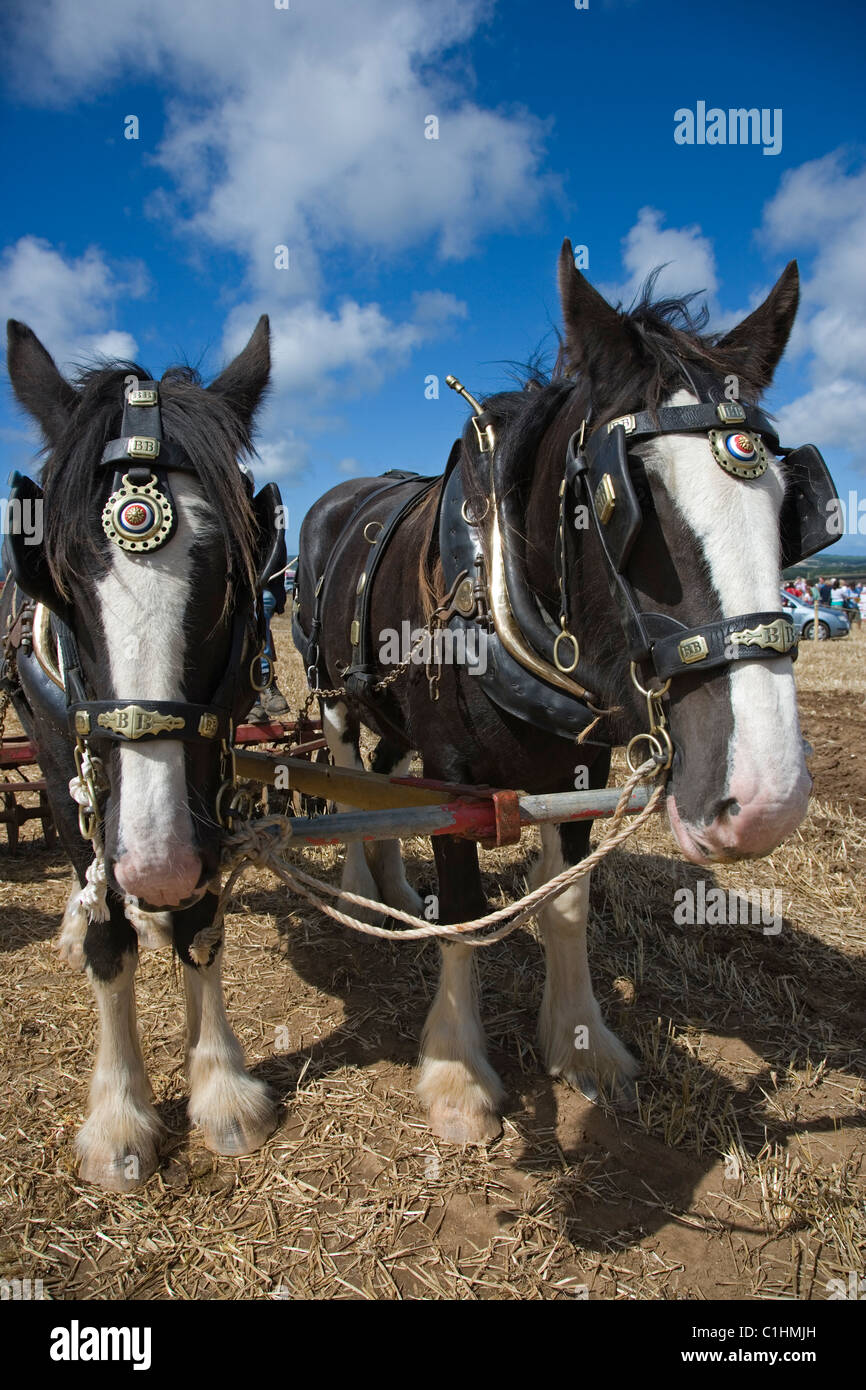 2 shire horses ploughing competition at Cornish horse show horse brasses Stock Photo
