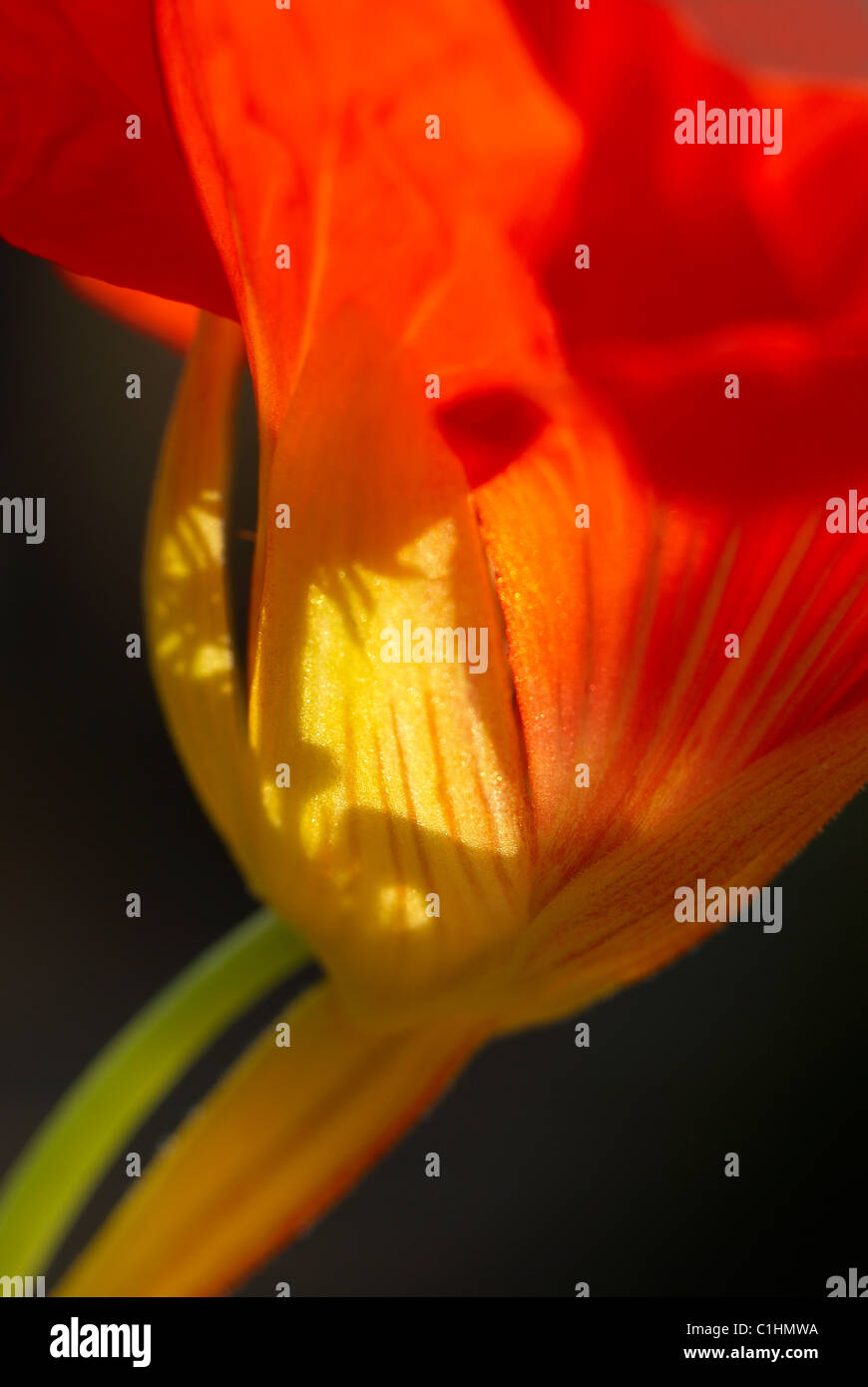 Nasturtium, green stem, bud, flower, flowers, Tropeaolum Majus, stem, bud stem, single bud, orange, glow, red Stock Photo