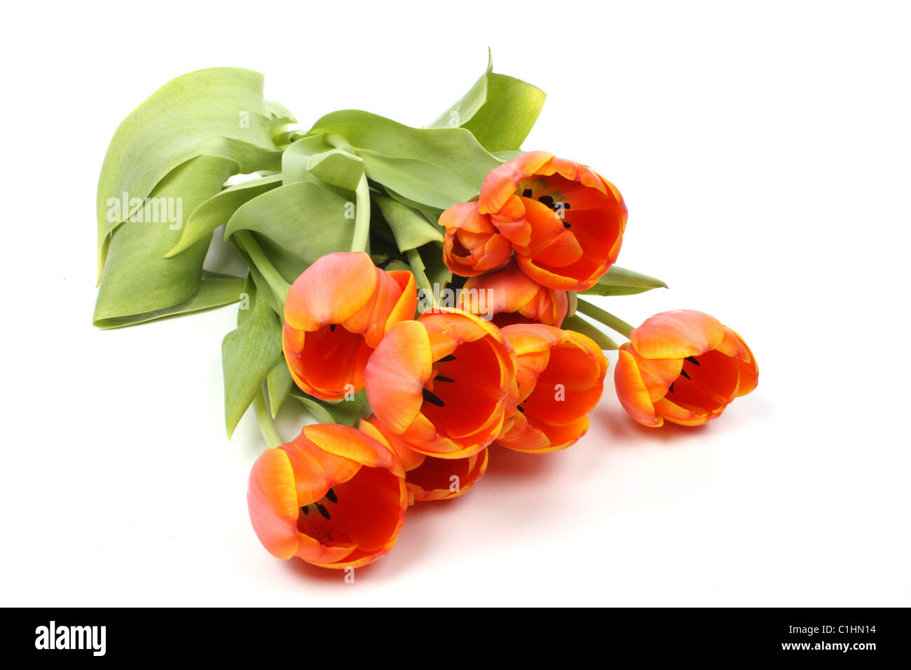red and yellow tulips isolated against a white background Stock Photo ...