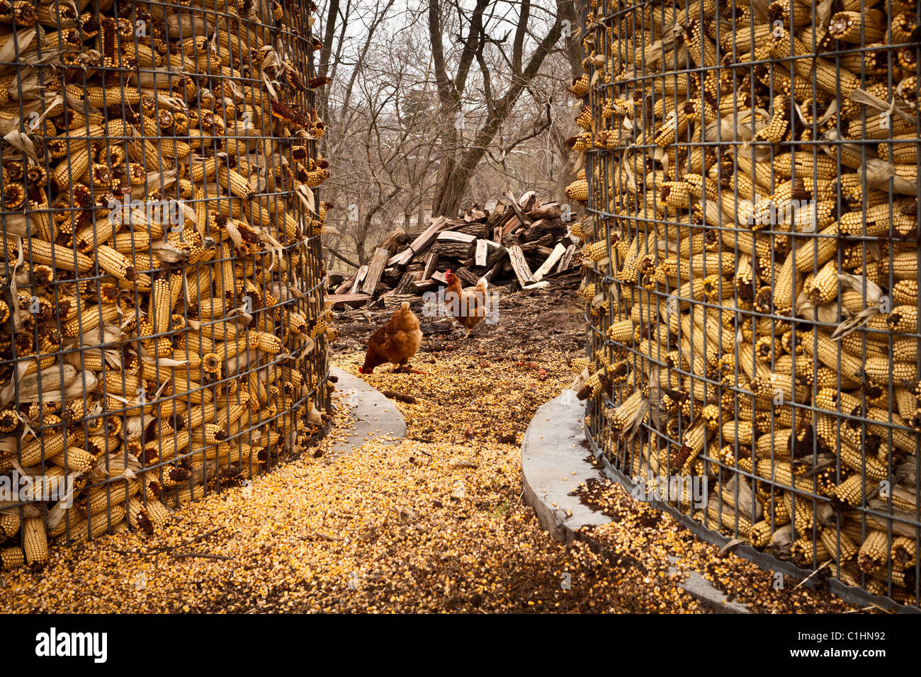 Amish corn storage bins and free range chickens on a farm near East Earl, PA Stock Photo