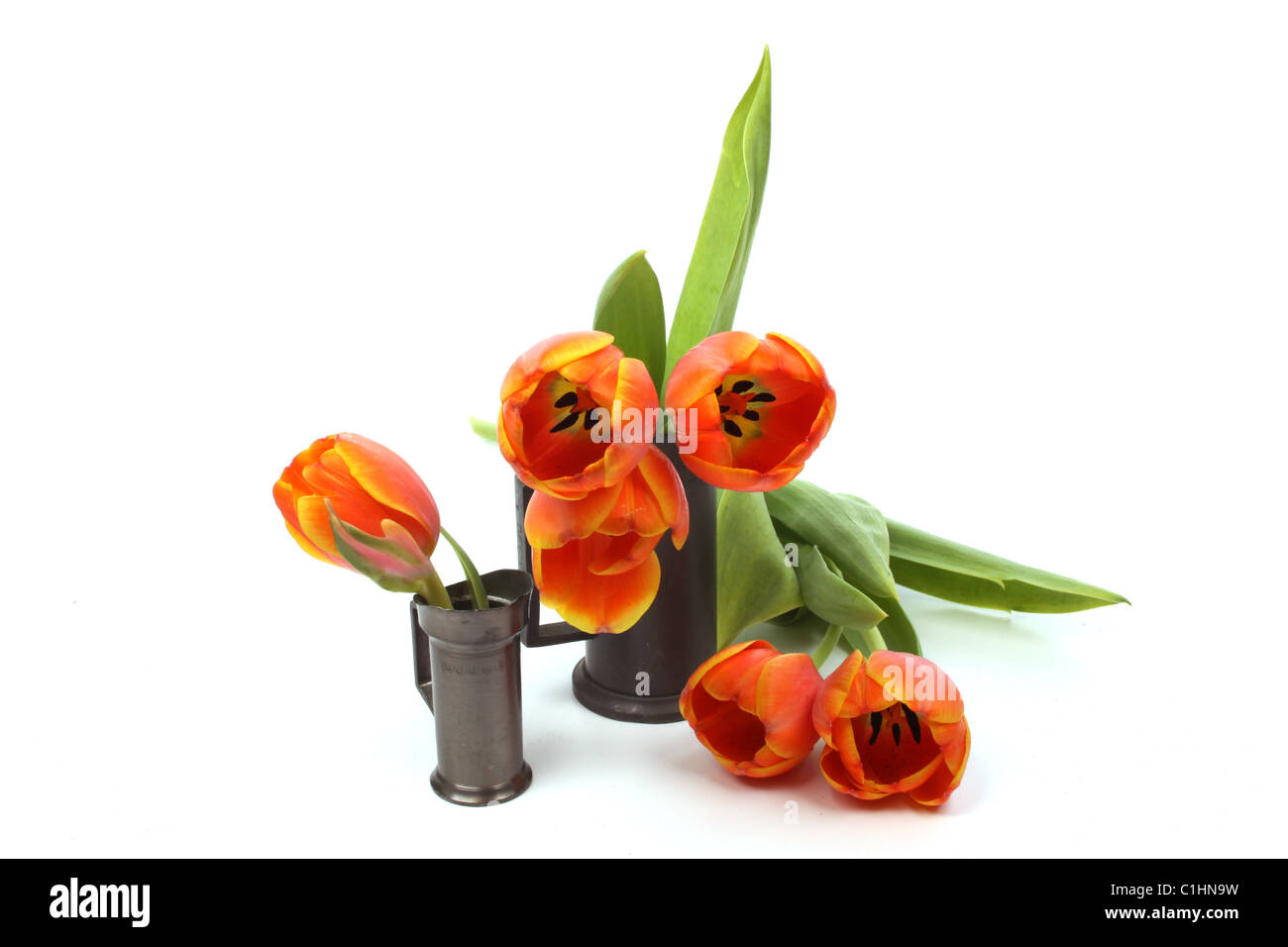 red and yellow tulips isolated against a white background Stock Photo ...