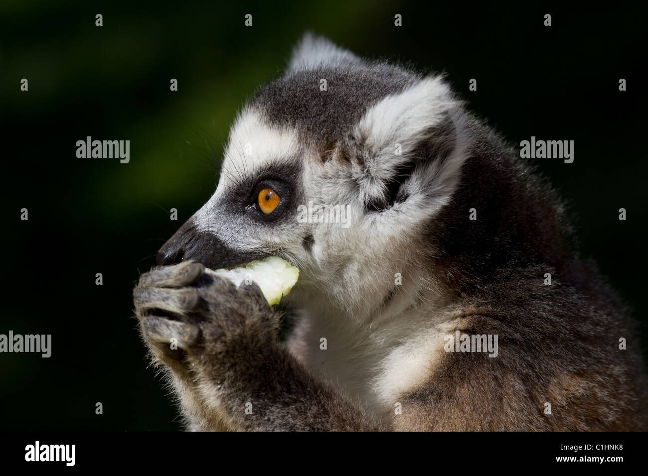 Ringtailed Lemur Stock Photo