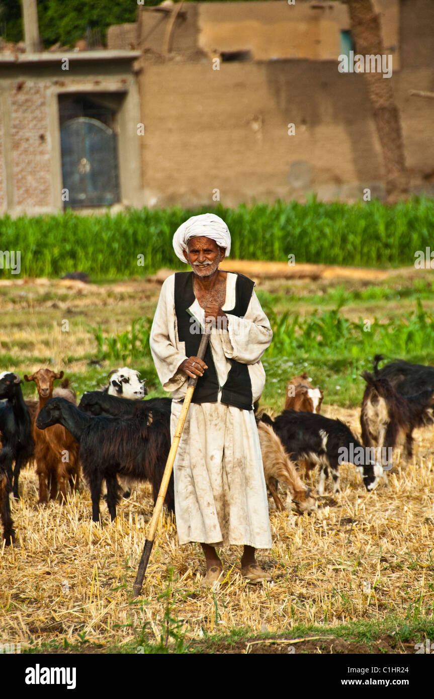 Egyptian herder and his sheep, Luxor Egypt Stock Photo