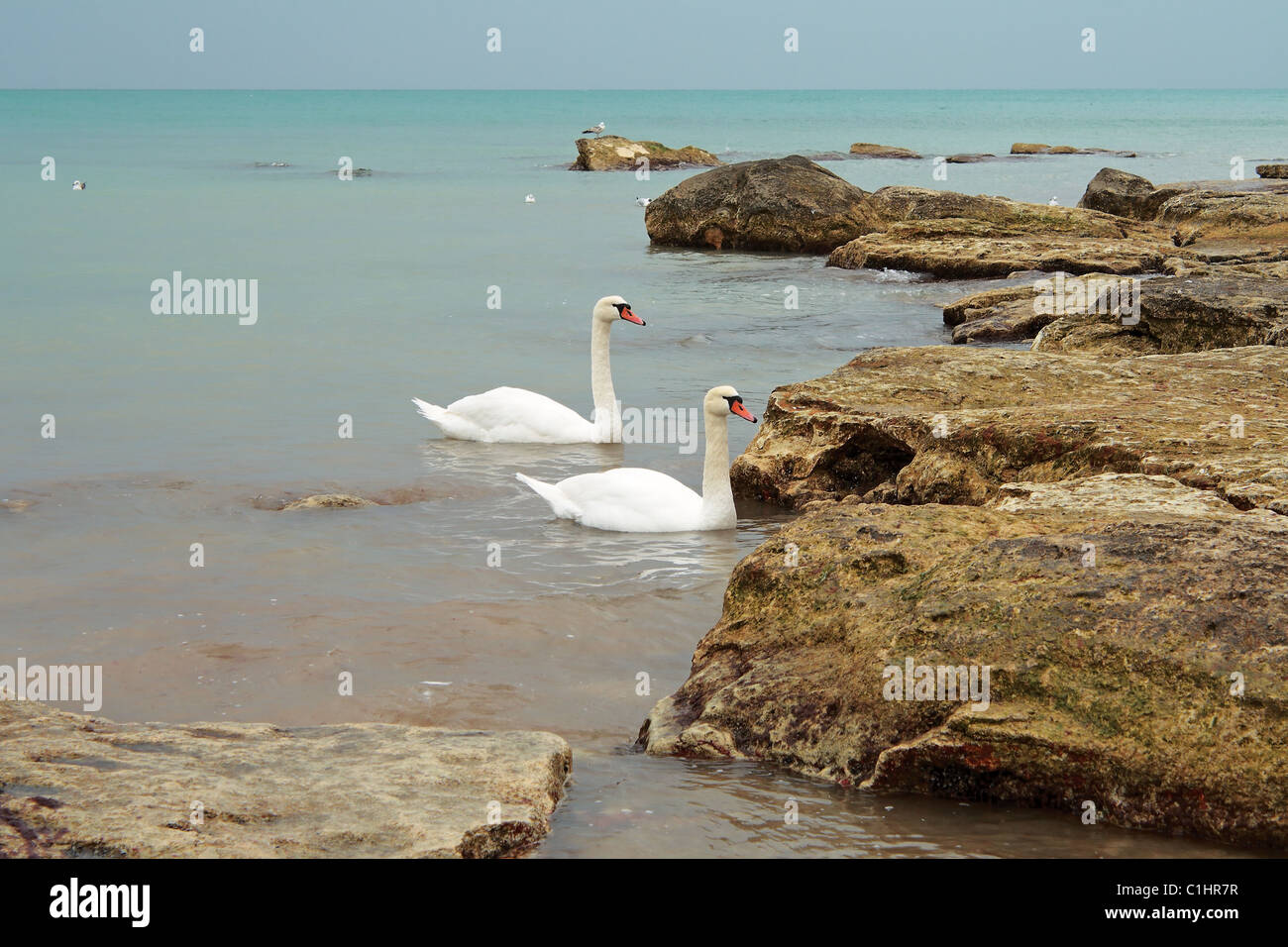 Two swans swimming near the shore. Caspian Sea. Stock Photo