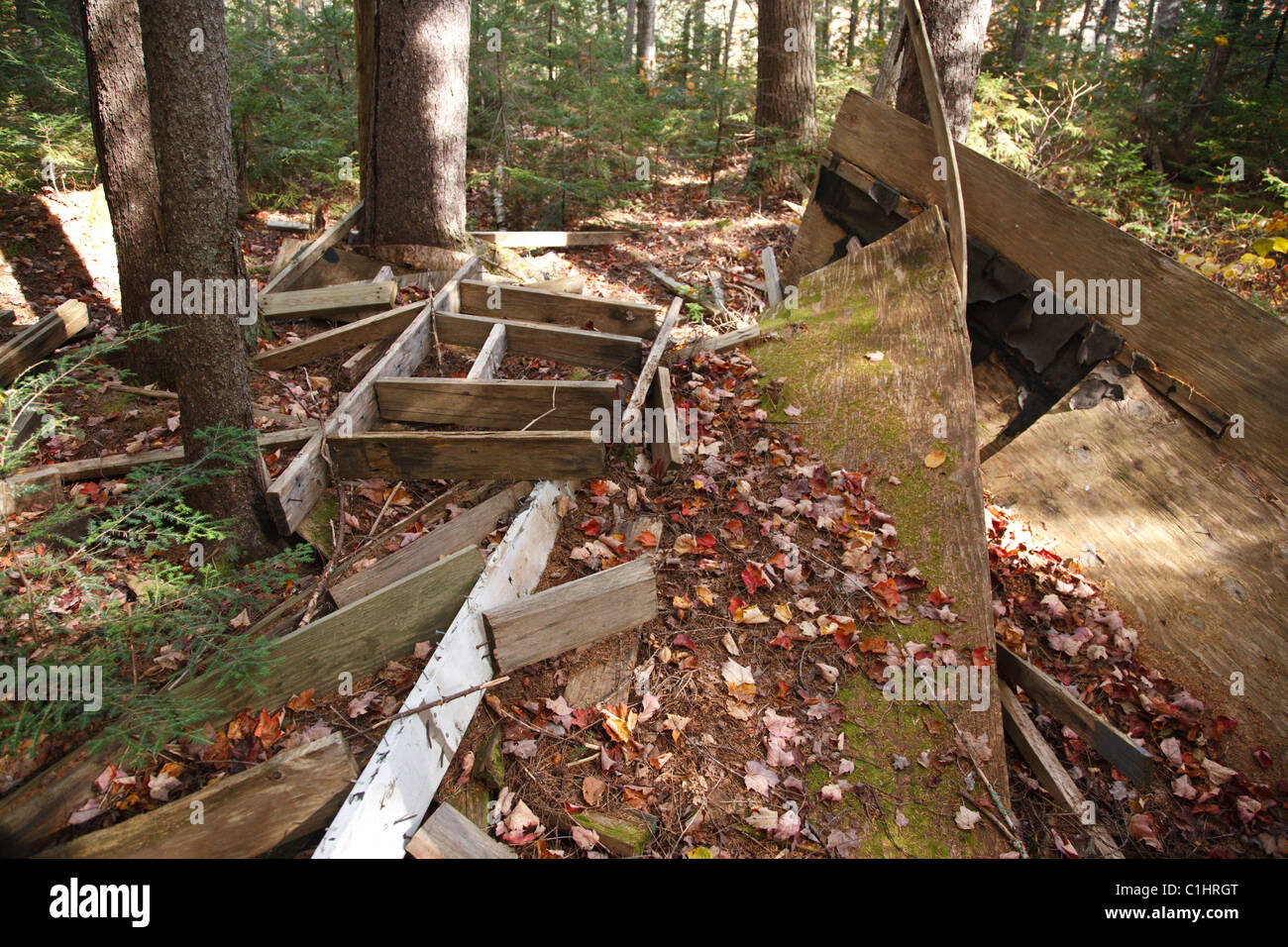 Human Impact (old campsite) in softwood forest in the White Mountain National Forest of New Hampshire Stock Photo
