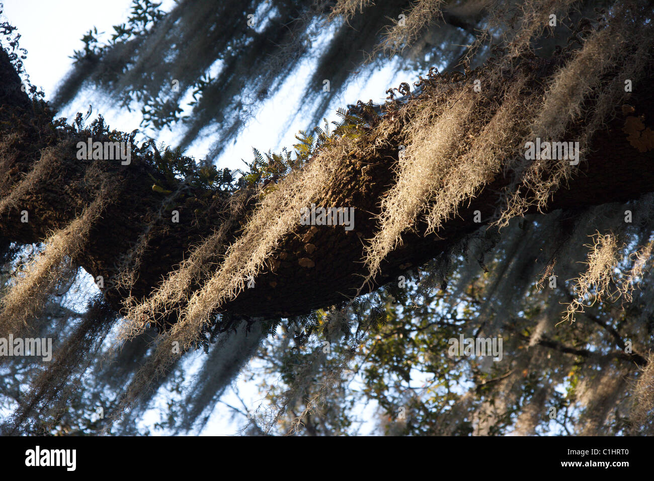 Spanish Moss on live oaks at Maclay Gardens, Tallahassee, Florida, USA