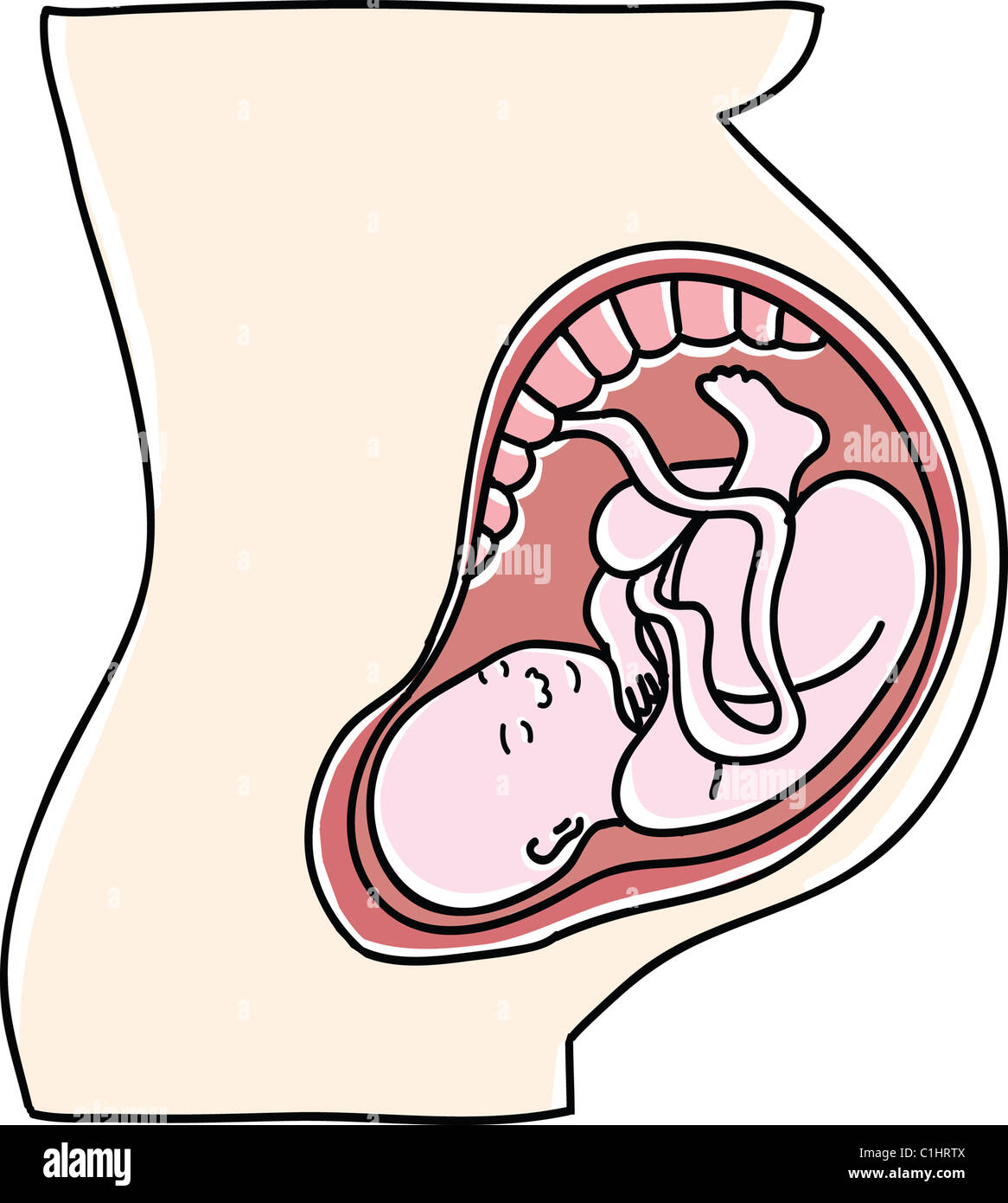 Baby in womb illustration Stock Photo