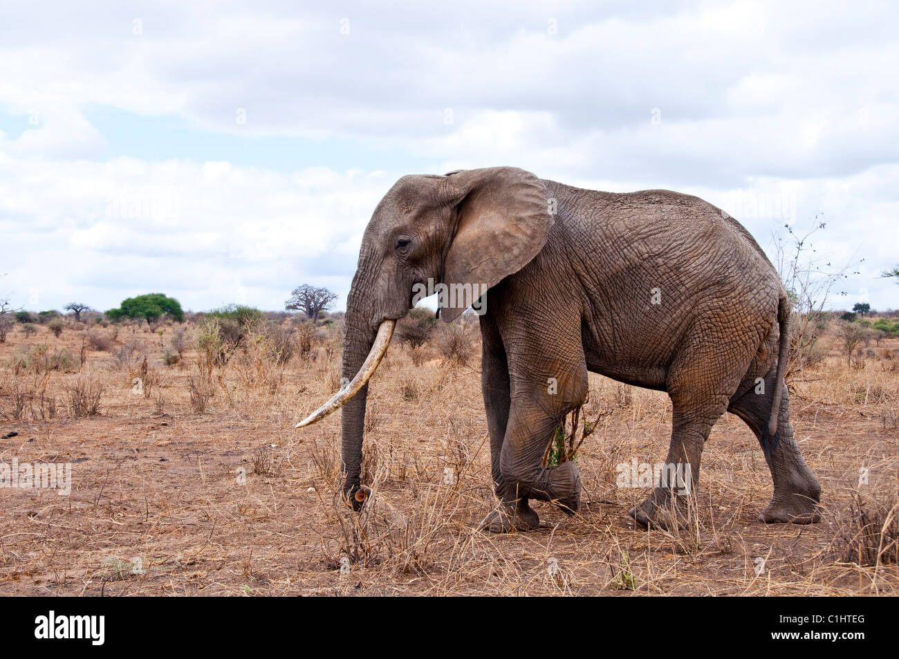 African Bush Elephants, Serengeti Game Park, Tanzania, Africa Stock Photo