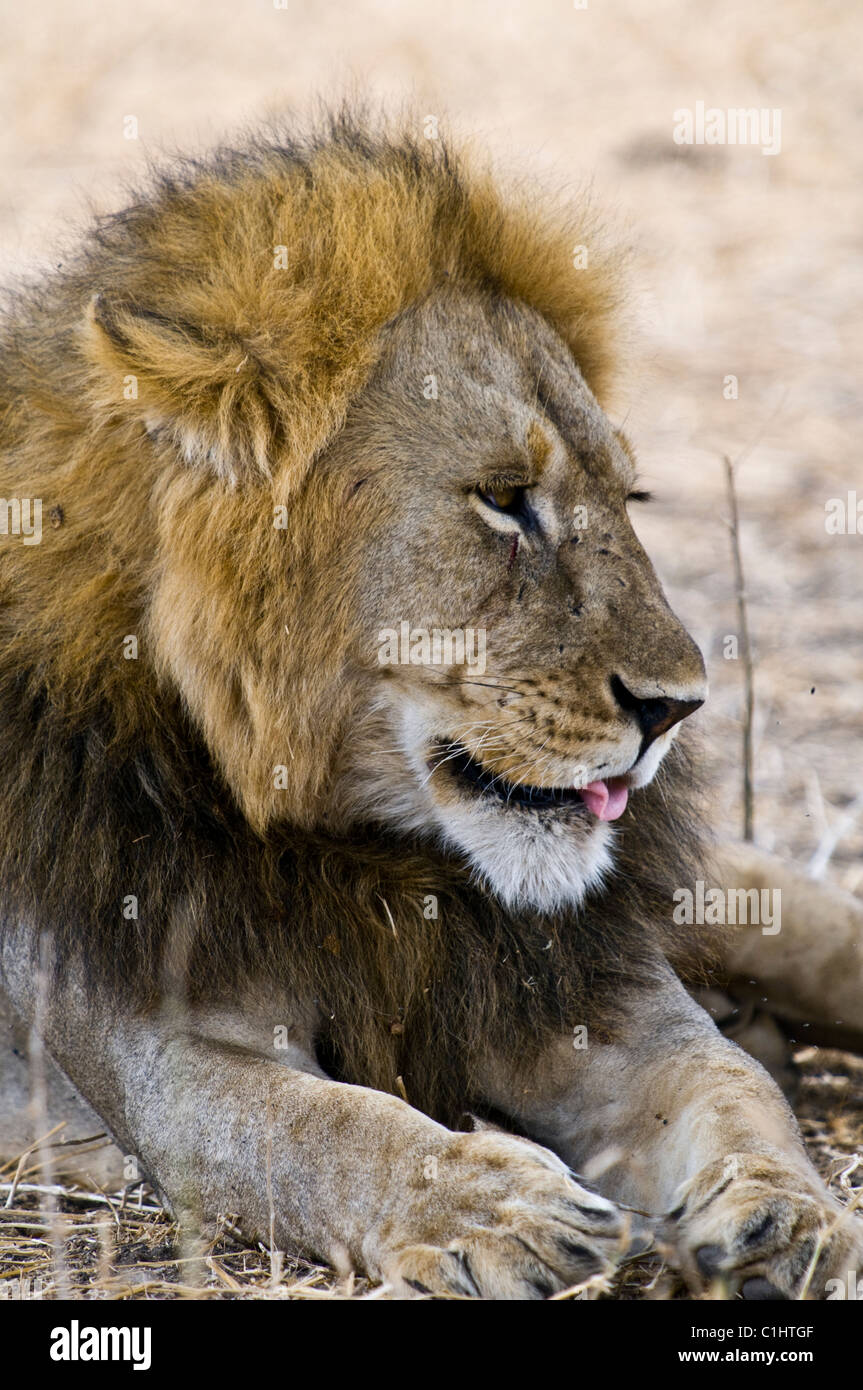 African Lions on a safari, Tanzania, Africa Stock Photo