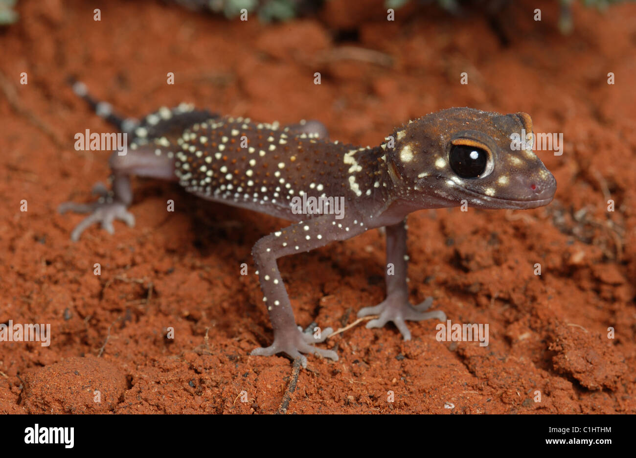 Barking gecko (Underwoodisaurus milii) Western Australia Stock Photo