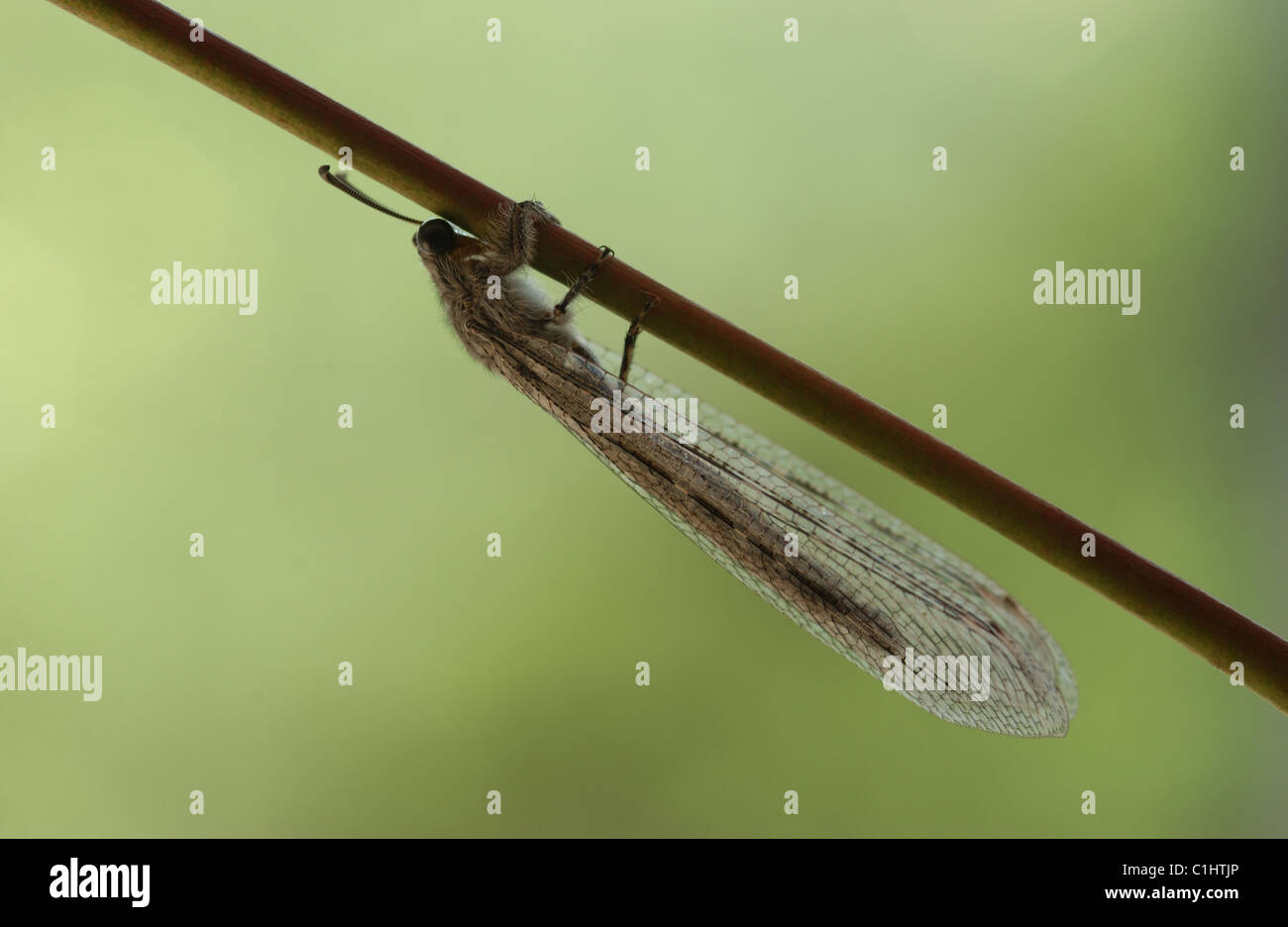 The insect order Neuroptera, or net-winged insects, includes the lacewings Stock Photo