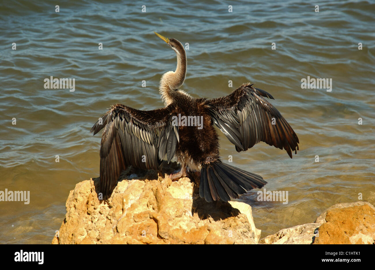 A Darter bird (Anhinga melanogaster) on the shoreline rocks drying its wings, Western Australia. Darters are also known as Snake birds. Stock Photo