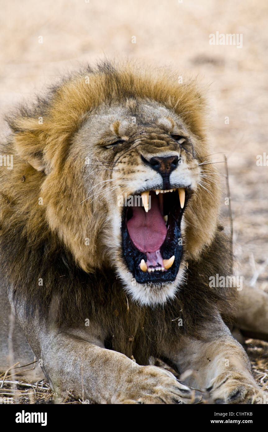 African Lions on a safari, Tanzania, Africa Stock Photo