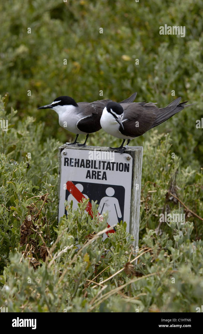 Bridled Terns on Rehabilitation Area sign, Penguin Island, Western Australia Stock Photo