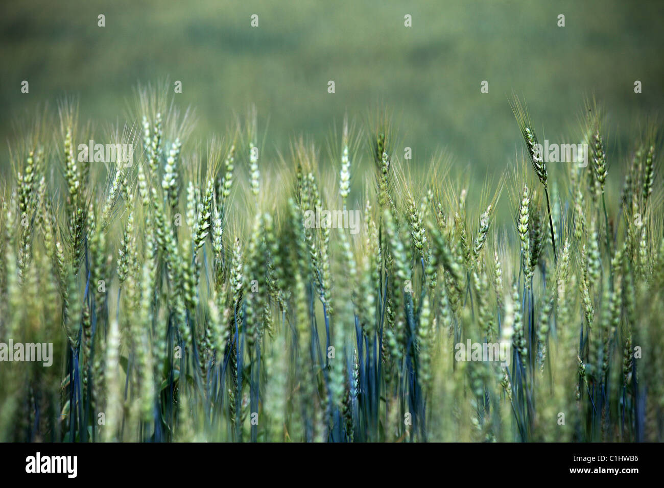 Barley field abstract Nepal Himalaya Stock Photo