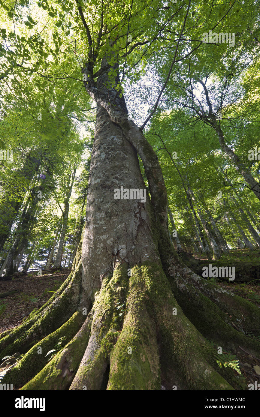 Mixed forest, Lamemrtal, Tennengau, Austria, Europe Stock Photo