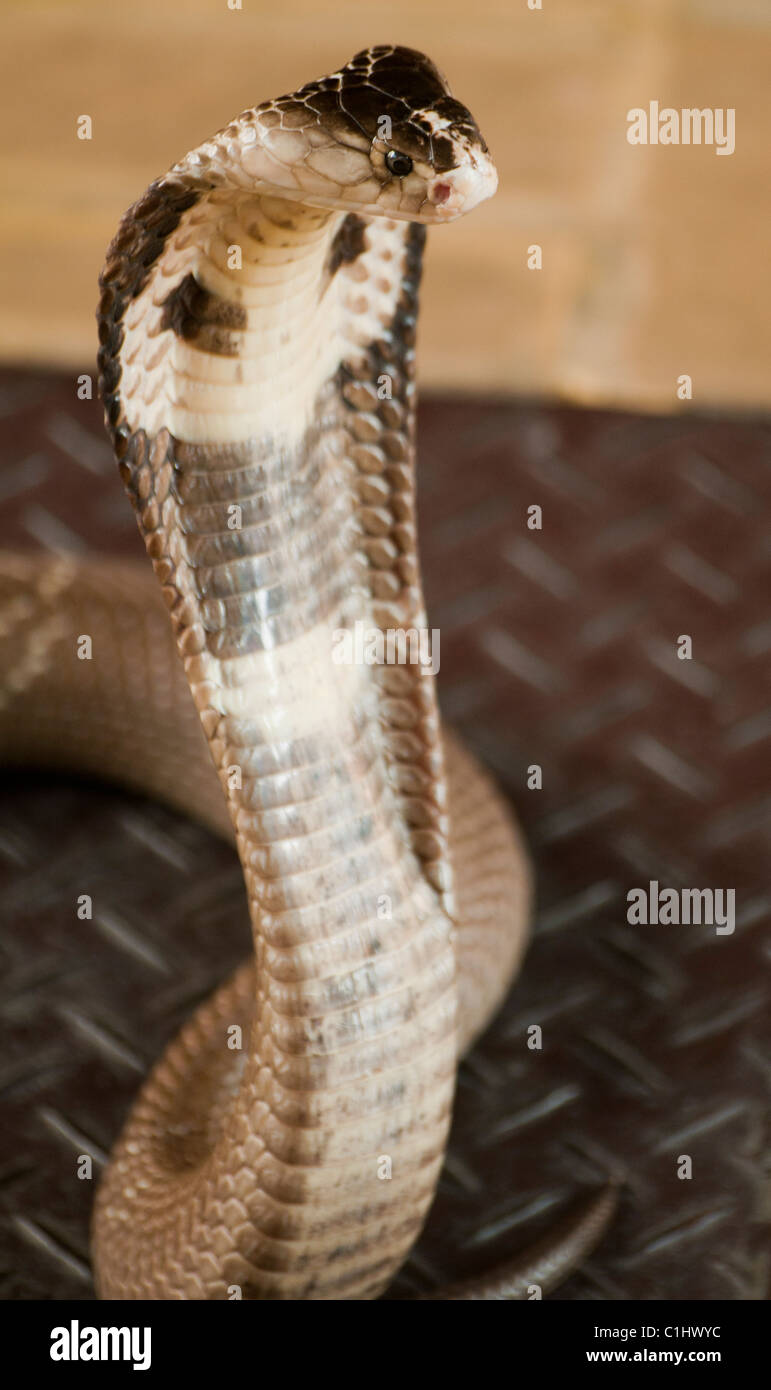 Siamese Cobra, highly venomous snake, (Naja Siamensis Stock Photo - Alamy