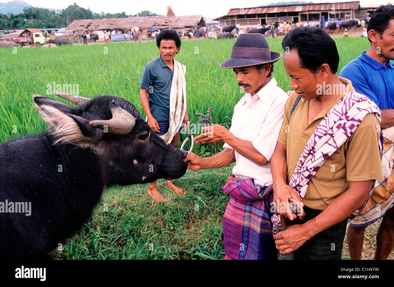 Indonesia, Sulawesi, Toraja country, market day Stock Photo