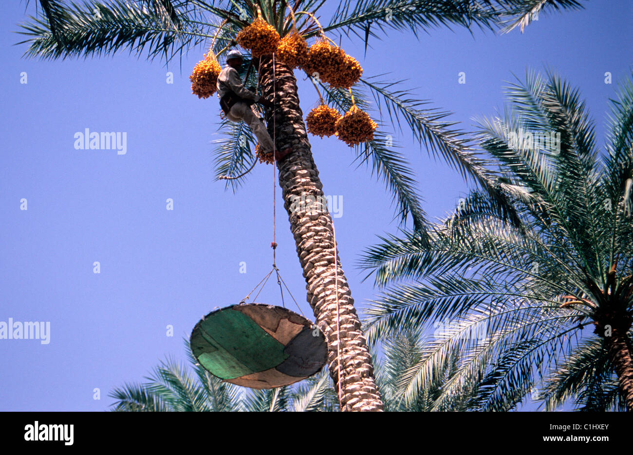Egypt, dates picking in Dachur near Cairo Stock Photo Alamy