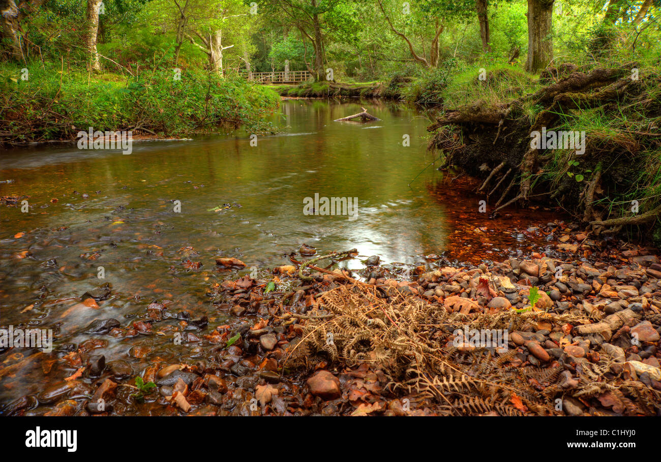 A small stream near Bolderwood in the New Forest Hampshire, taken  'contre-jour' meaning against the light Stock Photo - Alamy