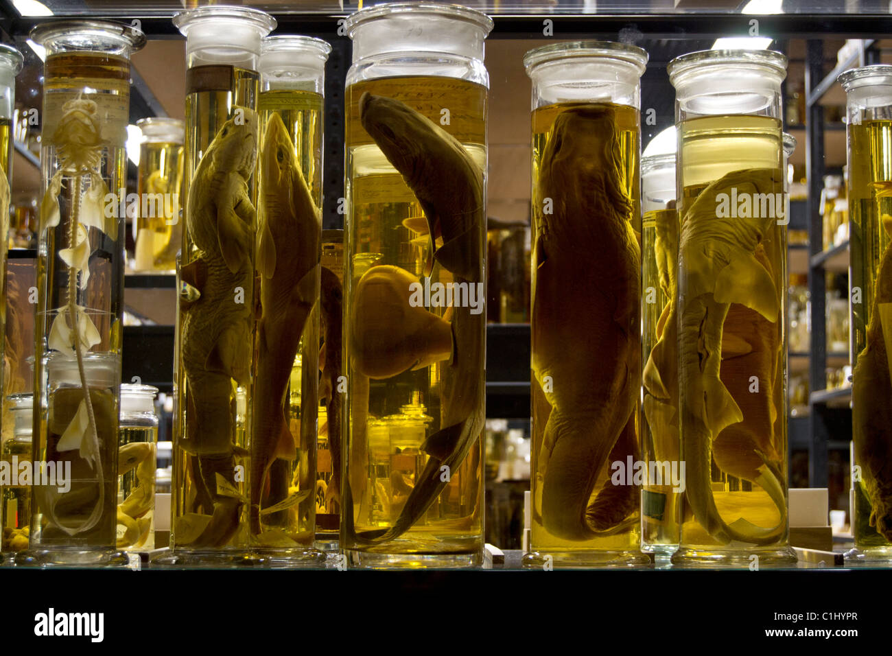 fish specimen preserved in jars Stock Photo