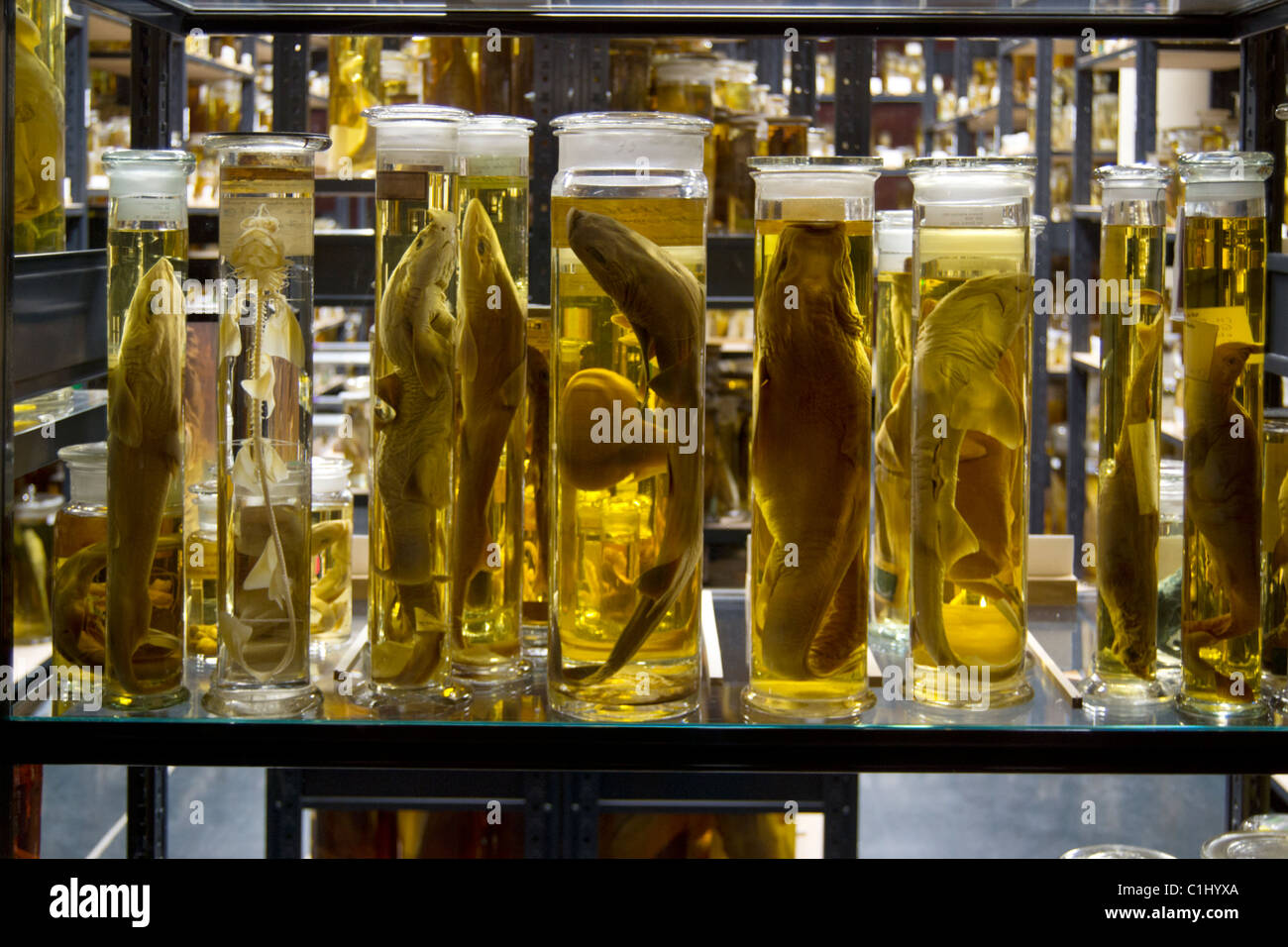 fish specimen preserved in jars Stock Photo
