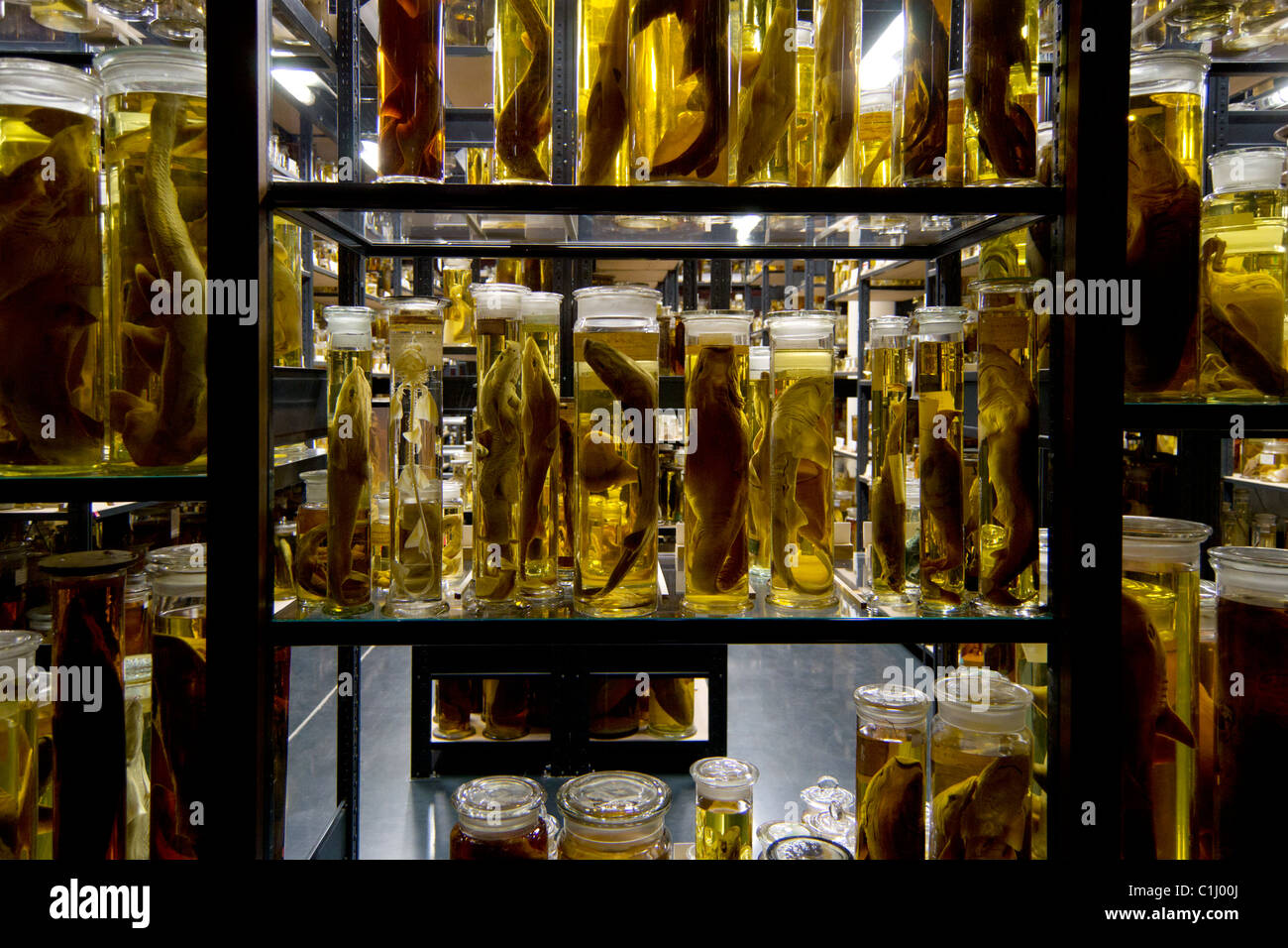 fish specimen preserved in jars Stock Photo