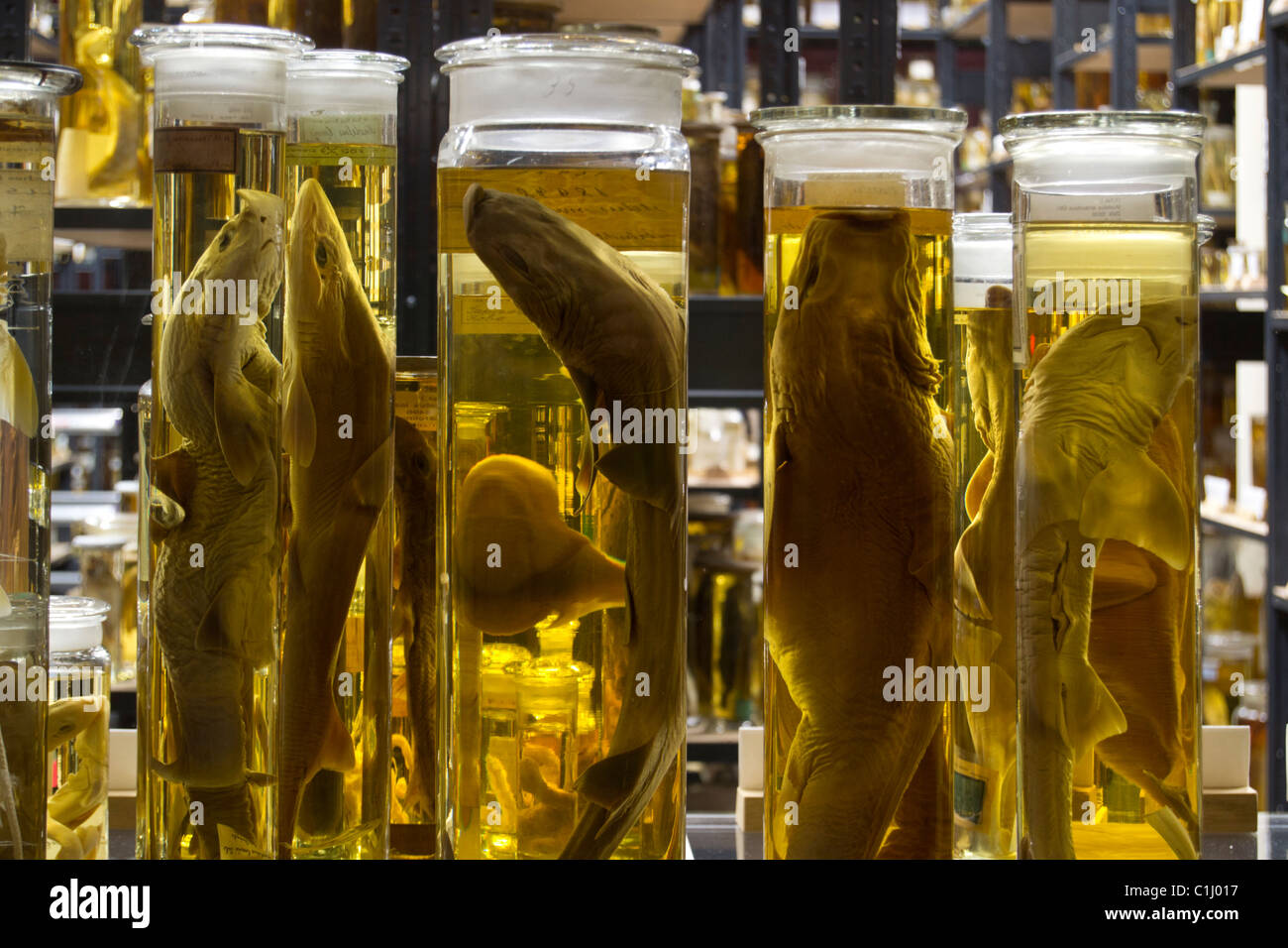 fish specimen preserved in jars Stock Photo