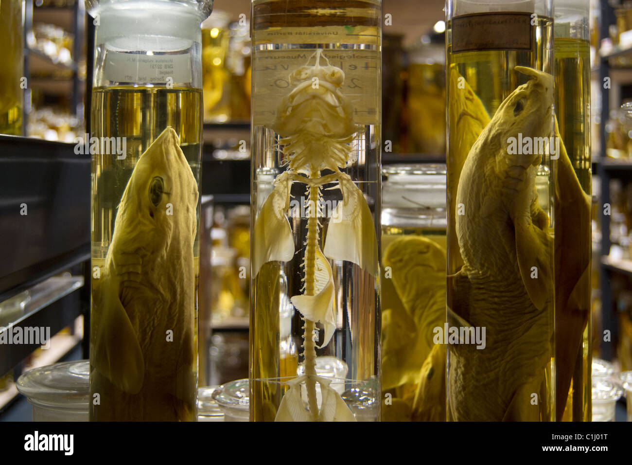 fish specimen preserved in jars Stock Photo Alamy