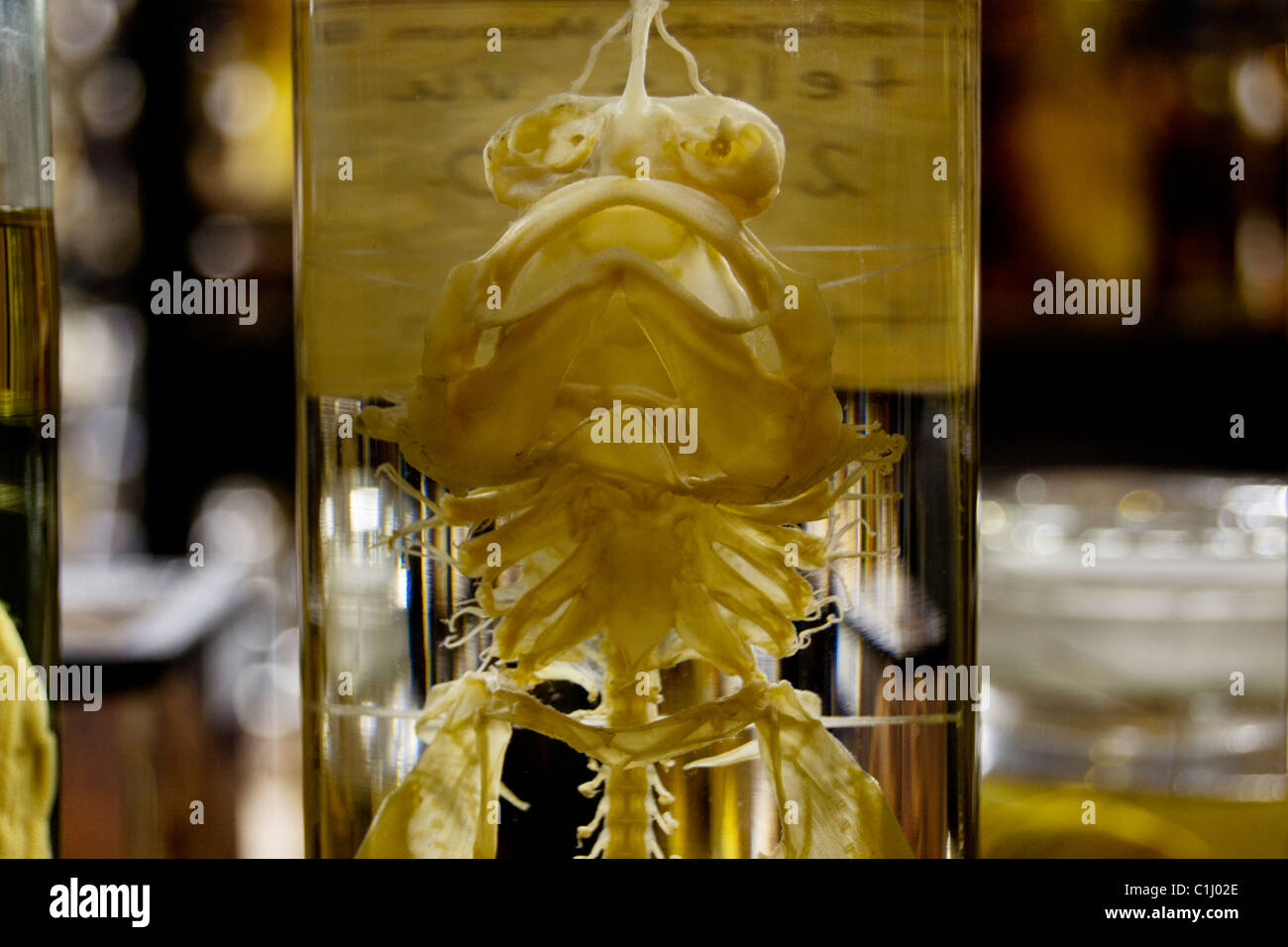 fish specimen preserved in jars Stock Photo