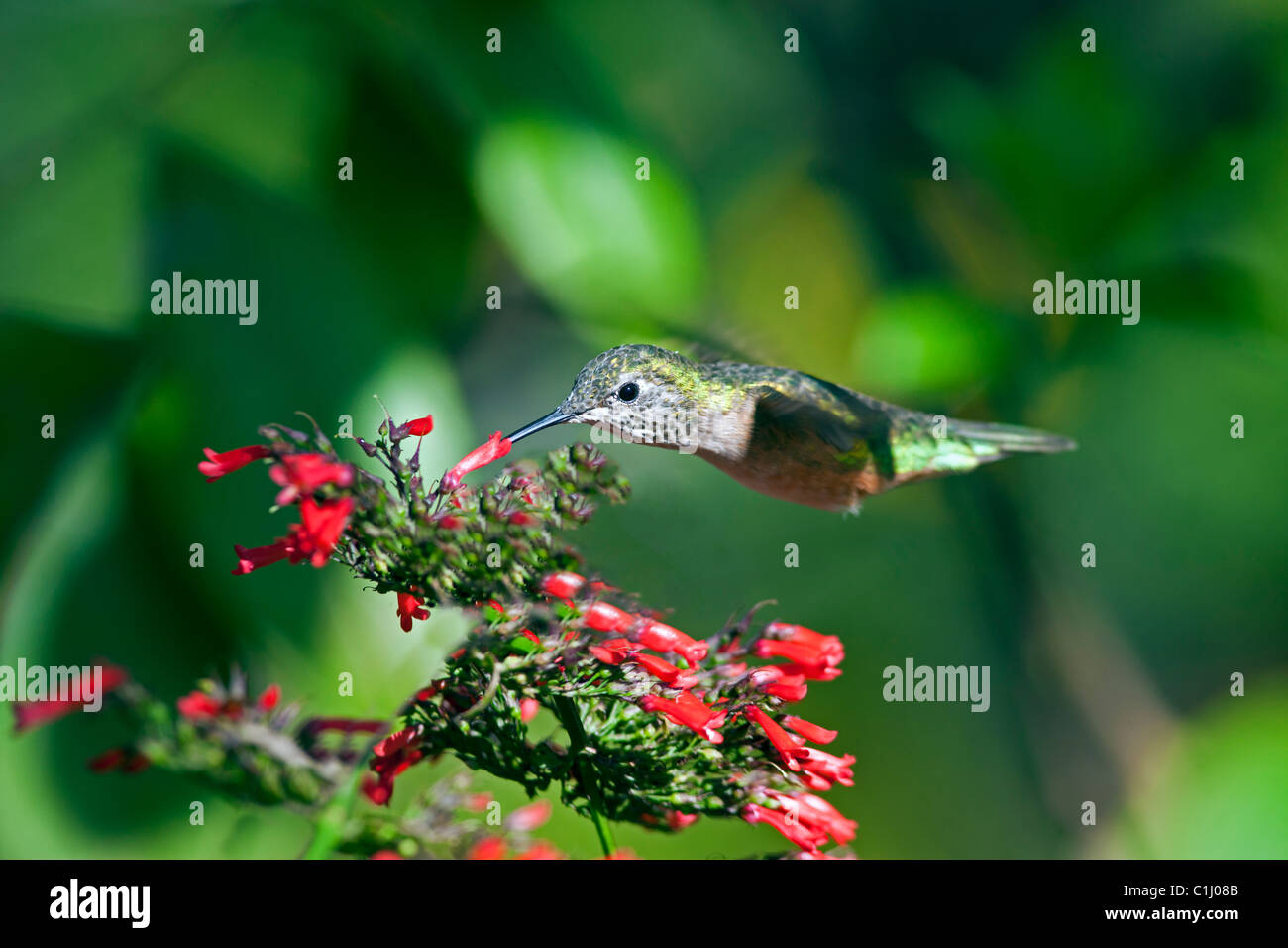 Hummingbird in flight feeding on flower of trumpet vine Stock Photo