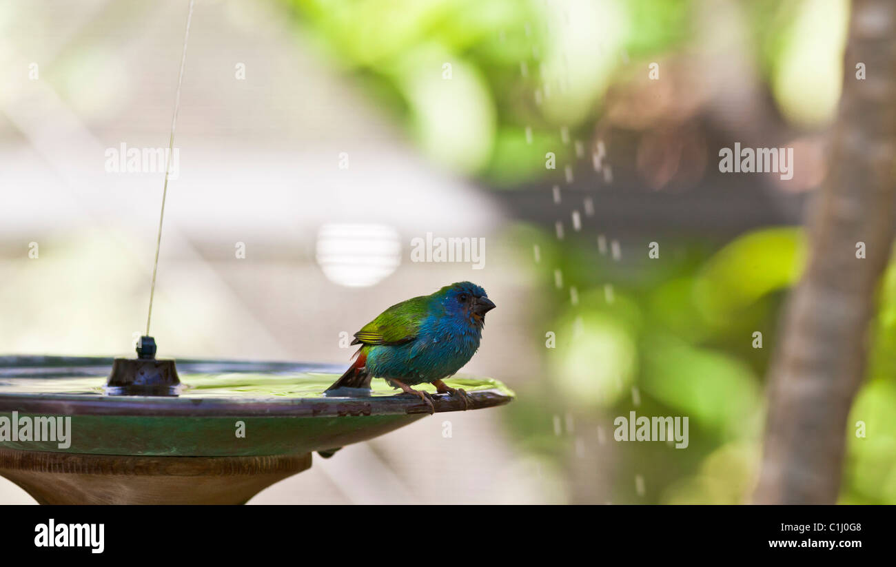 Forbes Parrot Finch at bird bath bathing Stock Photo Alamy
