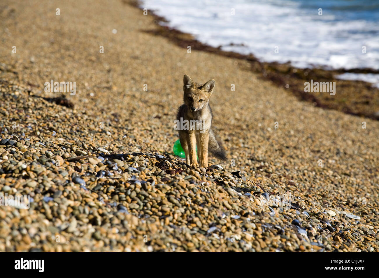 young patagonian fox on the beach Stock Photo