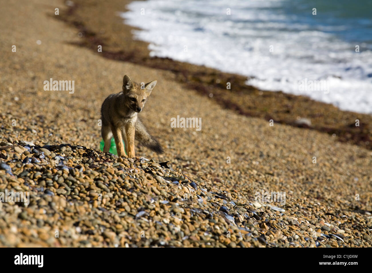 young patagonian fox on the beach Stock Photo