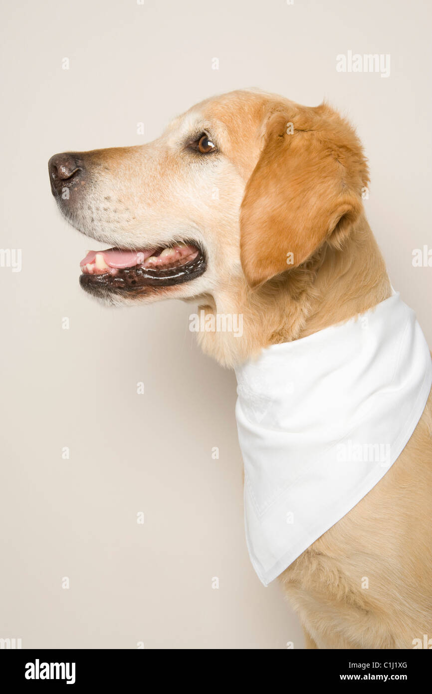 Portrait of Golden Retriever Stock Photo - Alamy