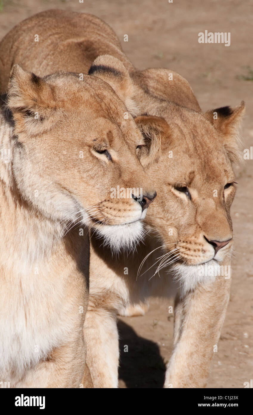 Two Lionesses enjoying the Spring Sunshine. Stock Photo