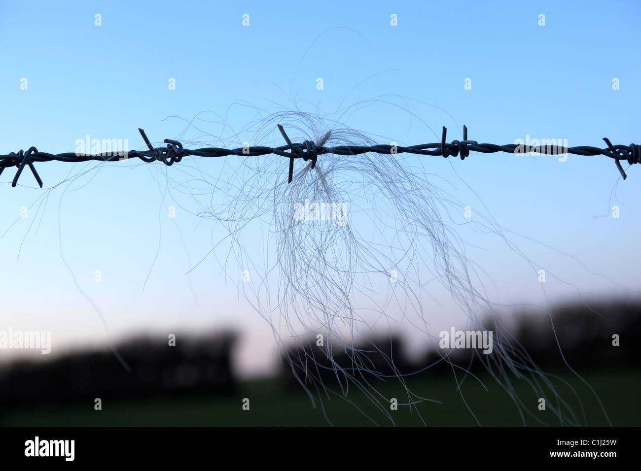 Sheeps Wool on Barbed Wire Fence Stock Photo Alamy